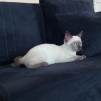 Siyam Kedisi, Kedi  Venüs fotoğrafı