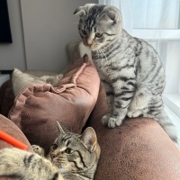 Scottish Fold, Kedi  Liza ve Linda fotoğrafı
