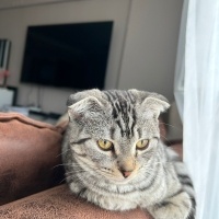 Scottish Fold, Kedi  Liza ve Linda fotoğrafı