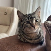 Scottish Fold, Kedi  Liza ve Linda fotoğrafı