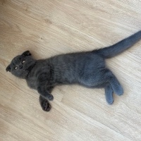 Scottish Fold, Kedi  Oscar fotoğrafı