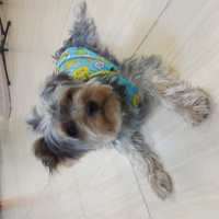 Yorkshire Terrier, Köpek  Ateş  fotoğrafı