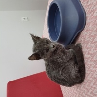 British Shorthair, Kedi  . fotoğrafı