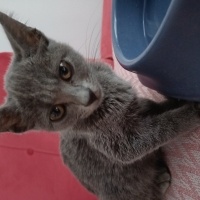 British Shorthair, Kedi  . fotoğrafı