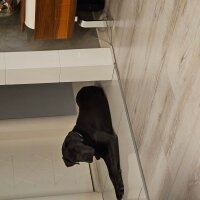 Cane Corso Italiano, Köpek  Tomris fotoğrafı