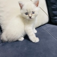British Shorthair, Kedi  Pamuk fotoğrafı