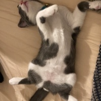 Tuxedo (Smokin) Kedi, Kedi  Arif fotoğrafı