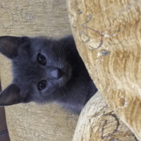 British Shorthair, Kedi  Duman fotoğrafı