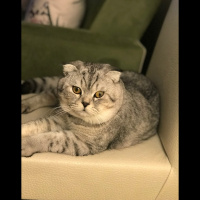 Scottish Fold, Kedi  Rakı  fotoğrafı