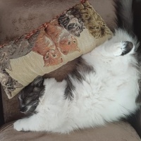 Tekir Kedi, Kedi  Mırmır fotoğrafı