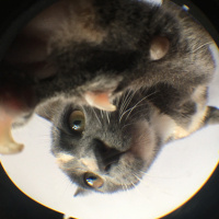 Tekir Kedi, Kedi  Çizgi fotoğrafı