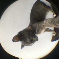 Tekir Kedi, Kedi  Çizgi fotoğrafı