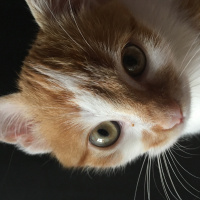 Tekir Kedi, Kedi  Cool fotoğrafı