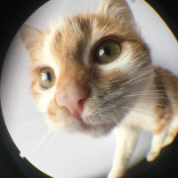 Tekir Kedi, Kedi  Cool fotoğrafı