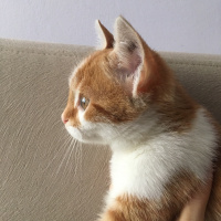 Tekir Kedi, Kedi  Cool fotoğrafı