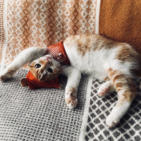 Tekir Kedi, Kedi  Cool fotoğrafı