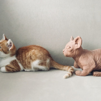 Tekir Kedi, Kedi  Cool fotoğrafı