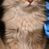 British Longhair, Kedi  Mia fotoğrafı
