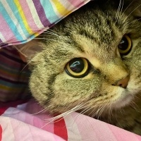 British Longhair, Kedi  Mars fotoğrafı