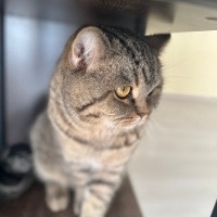 British Longhair, Kedi  Mars fotoğrafı