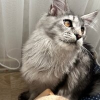 Maine Coon, Kedi  Thor fotoğrafı