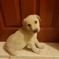 Labrador Retriever, Köpek  Odin fotoğrafı
