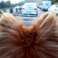 Pomeranyalı, Köpek  Latte fotoğrafı