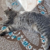 British Shorthair, Kedi  Balım fotoğrafı