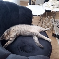 British Shorthair, Kedi  Balım fotoğrafı