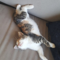 Tekir Kedi, Kedi  Aslı fotoğrafı