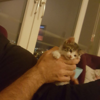 Tekir Kedi, Kedi  Aslı fotoğrafı