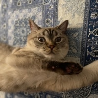 Brazilian Shorthair, Kedi  BULUT fotoğrafı