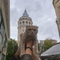 Scottish Fold, Kedi  Sütlaç Nur fotoğrafı