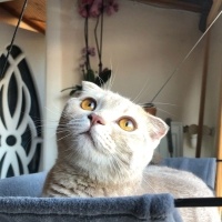 Scottish Fold, Kedi  Sütlaç Nur fotoğrafı