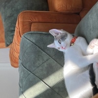 Tekir Kedi, Kedi  mimi fotoğrafı