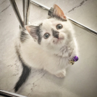 Tekir Kedi, Kedi  CEKU fotoğrafı