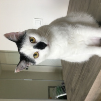 Tekir Kedi, Kedi  CEKU fotoğrafı