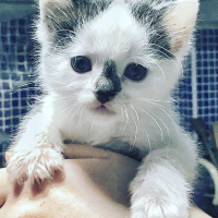 Tekir Kedi, Kedi  CEKU fotoğrafı