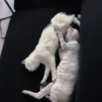 Tekir Kedi, Kedi  CEKU fotoğrafı