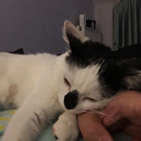 Tekir Kedi, Kedi  CEKU fotoğrafı