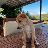 Golden Retriever, Köpek  Godzi fotoğrafı