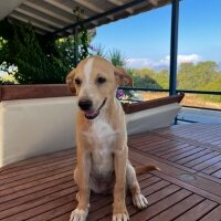 Golden Retriever, Köpek  Godzi fotoğrafı