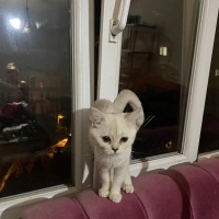 British Shorthair, Kedi  Sütlaç fotoğrafı