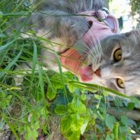 Tekir Kedi, Kedi  Frezya fotoğrafı