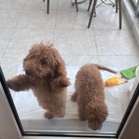 Poodle (Minyatür Kaniş), Köpek  Toy poddle fotoğrafı