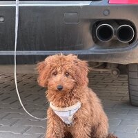 Poodle (Minyatür Kaniş), Köpek  Toy poddle fotoğrafı