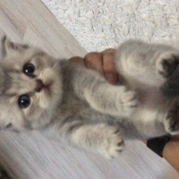 British Shorthair, Kedi  Henüz adı yok fotoğrafı