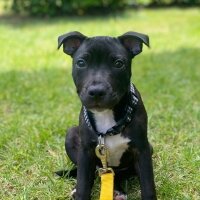 Staffordshire Bull Terrier, Köpek  Ares fotoğrafı