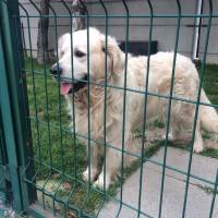 Golden Retriever, Köpek  Ares fotoğrafı