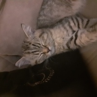 Tekir Kedi, Kedi  Boncuk yavrumuza yuva arıyoruz fotoğrafı